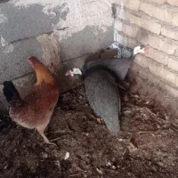 مرغ شاخدار و خروس