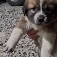 واگذاری نگهبان