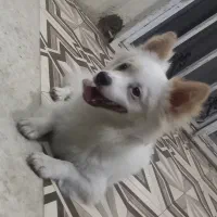 سگ پاکوتاه پامرانین|سگ|آستانه اشرفیه, |دیوار