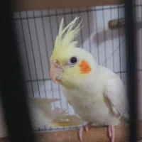 عروس هلندی لوتیونو|پرنده|علی‌آباد کتول, |دیوار