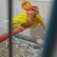 جوجه اوپال کمیاب چشم شرابی|پرنده|نجف‌آباد, شریعتی غربی|دیوار