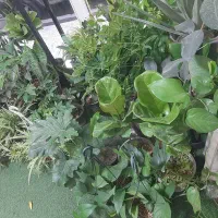 انواع گل آپارتمانی فقط و فقط ۱۰۰تومن|گل و گیاه طبیعی|نسیم‌شهر, |دیوار