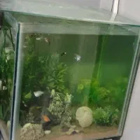 اکواریوم|ماهی|تهران, دهم فروردین|دیوار