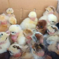 جوجه دوروزه|حیوانات مزرعه|بهبهان, |دیوار