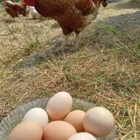 تخم مرغ و خروس محلی