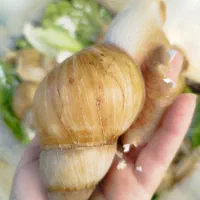 فروش حلزون بزرگ|خزنده|ارومیه, |دیوار