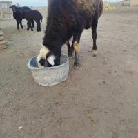 برهقوچیبزغالهپاکستانینر|حیوانات مزرعه|گنبد کاووس, |دیوار