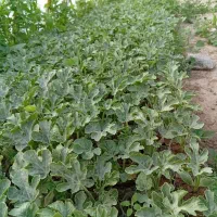 بذر هندوانه تاکادا