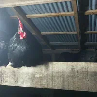 تخم نطفه دار استرالوپ استرالیایی وجوجه استرالوپ|حیوانات مزرعه|کلاچای, |دیوار