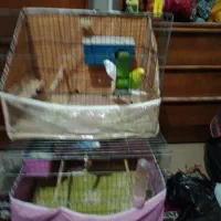 مرغ عشق|پرنده|شیراز, پودنک|دیوار