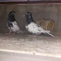 کفتر کل سیاه|پرنده|قم, سید معصوم|دیوار