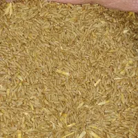 گندم تریتیکاله