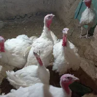 بوقلمون گوشتی بیوتی