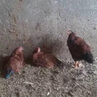 جوجه خروس|حیوانات مزرعه|سیرجان, |دیوار