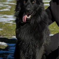 ژرمن بلک مو بلند جهت کشش