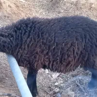 فروش بره نر ..فقط نقد|حیوانات مزرعه|گلپایگان, |دیوار