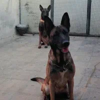 مالینویز|سگ|بومهن, |دیوار