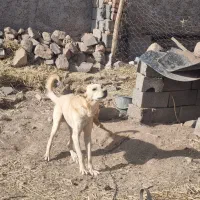 سگ نگهبان|سگ|زرند, |دیوار