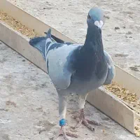 کفتر پر سفید