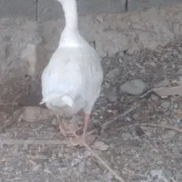 غاز نر معاوضه با ماده رودانم|حیوانات مزرعه|بندرعباس, |دیوار