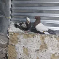 پرنده‌درپرند