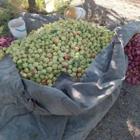 سیب ابدار قرمزوسفید