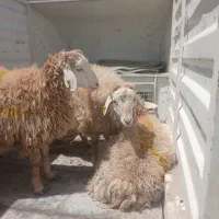 قصاب شبانه روزی