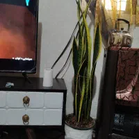 گل سانسفریا