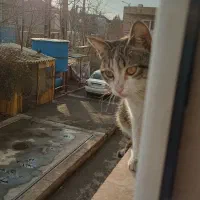 واگذاری گربه