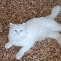 یه گربه خانگی گم شده