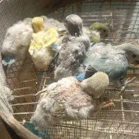 طوطی برزیلی