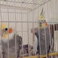 عروس هلندی گل باقالی جوان|پرنده|اندیشه, اندیشه فاز ۵|دیوار