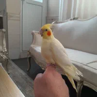 جوجه عروس هلندی لوتینو چشم شرابی