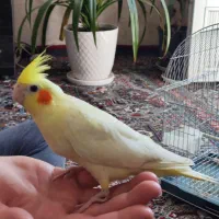 عروس هلندی