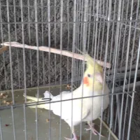 عروس هلندی لوتینو|پرنده|سرپل ذهاب, |دیوار