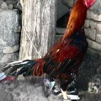 خروس لاری و مرغ