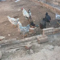 مرغ گلین|حیوانات مزرعه|مسجد سلیمان, |دیوار