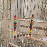 قفس پرنده