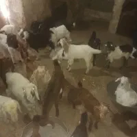 بز و کهره و پازن