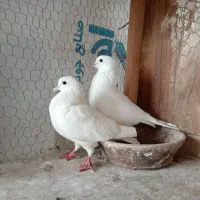 کفتر پرشی|پرنده|رشت, عینک|دیوار