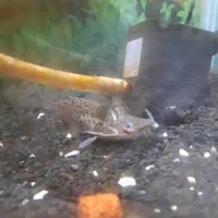 آکواریوم ۱۲۰ با پایه|ماهیگیری|مشهد, الهیه|دیوار