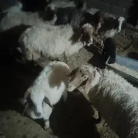 گوسفند 7عدد بفروش می رسد