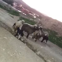 میش داشتی|حیوانات مزرعه|مسجد سلیمان, |دیوار