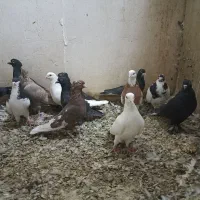 کفترهوایی|پرنده|شیراز, دارالرحمه|دیوار