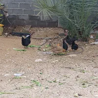 فروش 3عد مرغ محلی|حیوانات مزرعه|جم, |دیوار