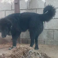 واگزاری سگ ۹ ماهه