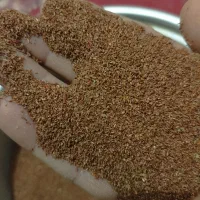 بذر اکالیپتوس