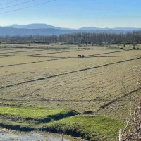 زمین کشاورزی