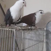 کبوترکربلای نروماده