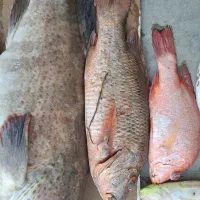 ماهی تازه صید امروز